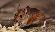 tree-injection-for-pest-control Experts in Finderne